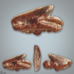 Squalus
