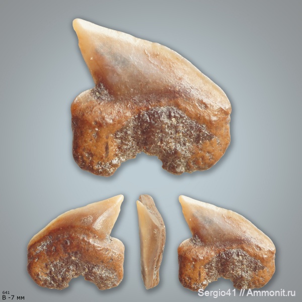 мел, зубы, акулы, Squalicorax, сеноман, Cenomanian, Cretaceous