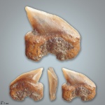 Squalicorax sp.