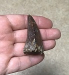 Зуб Mosasaurus (летний)