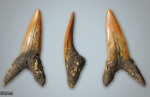 Macrorhizodus (?)