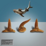 Stethacanthus (?)