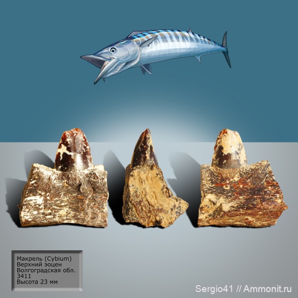 рыбы, зубы, эоцен, Cybium, макрель, fish, teeth