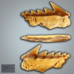 Hexanchus sp.