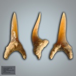 Anomotodon sp.