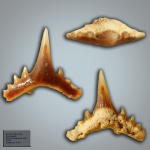 Synechodus sp.