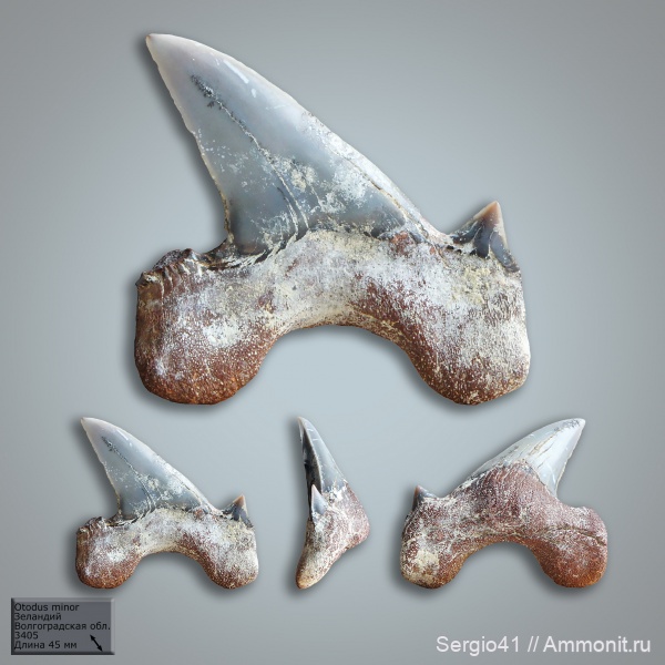 палеоцен, акулы, Otodus, Волгоградская область, Волгоград, Otodus minor, зеландий, Selandian