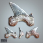 Otodus minor