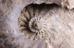 Аммонит Freboldiceras sp.