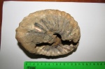 Arcthoplites