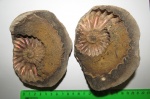 Arcthoplites