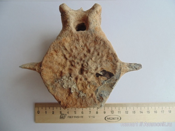 Cetotherium, цетотерии