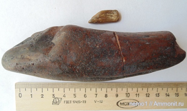 Cetotherium