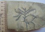 chondrites affinis