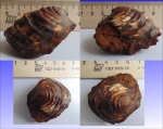 Valenciennius