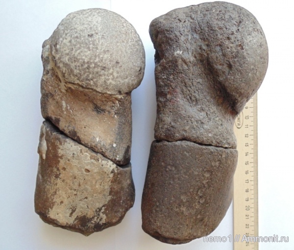 неоген, млекопитающие, Cetotherium, цетотерии