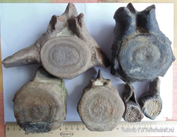 Cetotherium, цетотерии