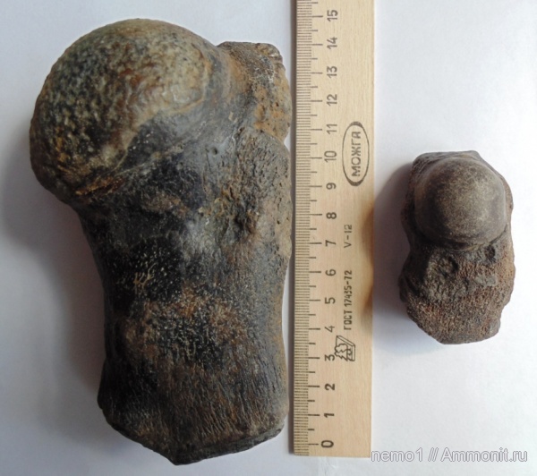Керчь, Cetotherium, цетотерии