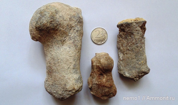 неоген, млекопитающие, Керчь, Cetotherium, цетотерии