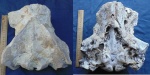 Zygiocetus nartorum Tarasenko, 2014