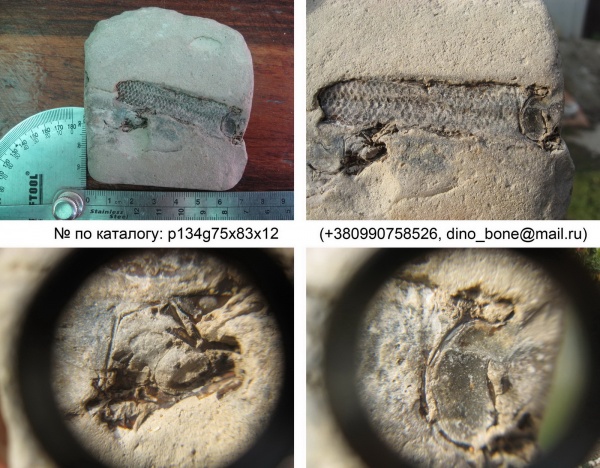 окаменелости, рыбы, Крым, Fossils, fish
