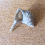 Ракушка (2 см.)