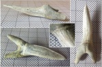 Striatolamia macrota