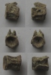 позвонок костной рыбы(Gadidae), с остатками остистых.