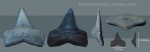 macrorhizodus praecursor