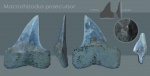 macrorhizodus praecursor 1