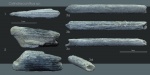 Cylindracanthus sp.