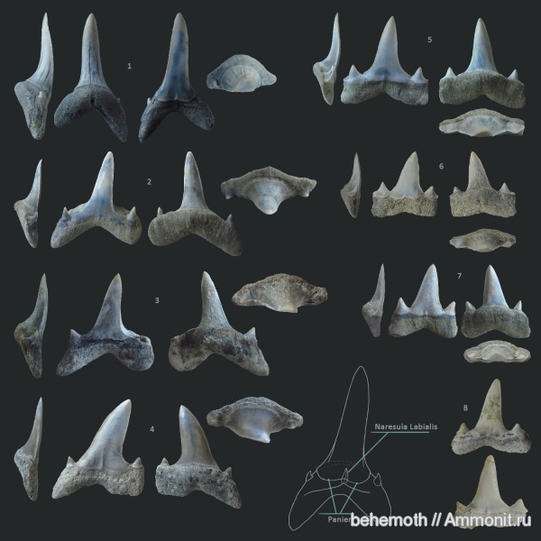 Isurolamna, Eocene