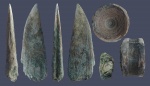 Pristis sp.