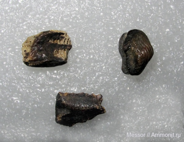 мел, сеноман, Ptychodus, Малый Пролом, Cenomanian, Cretaceous