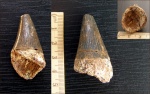 Зуб морской рептилии (cf. Polyptychodon, Pliosauroidea)