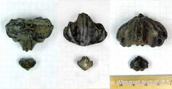 брахиоподы, юра, Russirhynchia fischeri, Jurassic