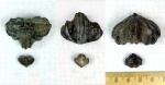 Russirhynchia fischeri