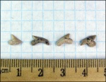 Palaeoanacorax