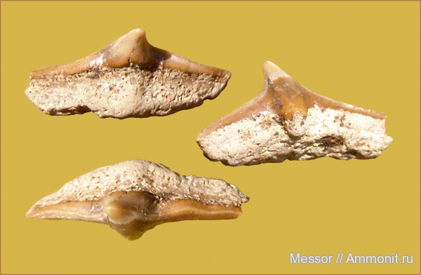 мел, зубы, акулы, сеноман, Cederstroemia, Варавино, Cenomanian, Cretaceous, teeth, sharks