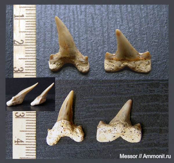 мел, зубы, акулы, Cretalamna, сеноман, Cretoxyrhina, Cretoxyrhina denticulata, Cretalamna appendiculata, Шацк, Cenomanian, Cretaceous, teeth, sharks