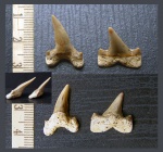 Cretoxyrhina denticulata, Cretalamna appendiculata Cretoxyrhina denticulata, Cretalamna appendiculata