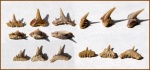 Paraorthacodus cf. recurvus, Synechodus dubrisiensis Paraorthacodus cf. recurvus, Synechodus dubrisiensis
