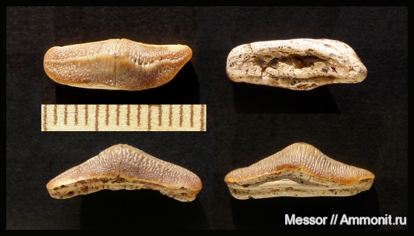 мел, акулы, сеноман, Heterodontiformes, Heterodontus, Шацк, Cenomanian, Cretaceous, sharks