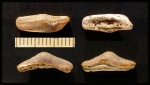 Heterodontus sp. Heterodontus sp.