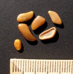 Зубы Pycnodontiformes fam. et gen. indet. Зубы Pycnodontiformes fam. et gen. indet.