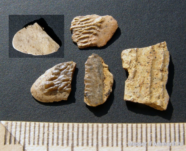 мел, рыбы, сеноман, Шацк, Малый Пролом, Cenomanian, Cretaceous, fish