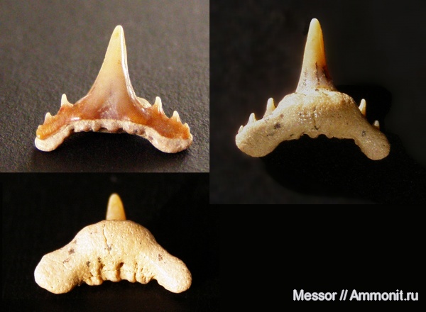 мел, зубы, акулы, сеноман, Synechodus, Шацк, Малый Пролом, Synechodus dubrisiensis, Cenomanian, Cretaceous, teeth, sharks