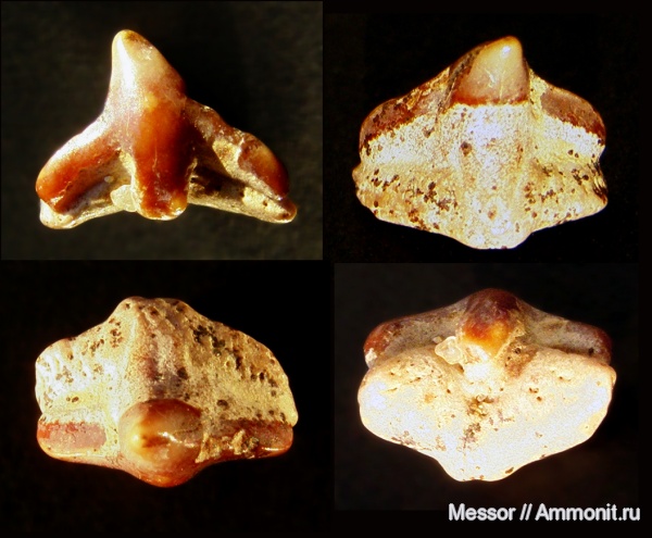 мел, акулы, сеноман, Squatina, Squatiniformes, Шацк, Малый Пролом, Cenomanian, Cretaceous, sharks