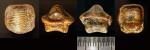 Зуб Ptychodus sp. Зуб Ptychodus sp.