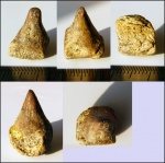 Зуб костистой рыбы  Enchodus (?)